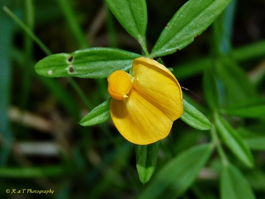 {Stylosanthes biflora}